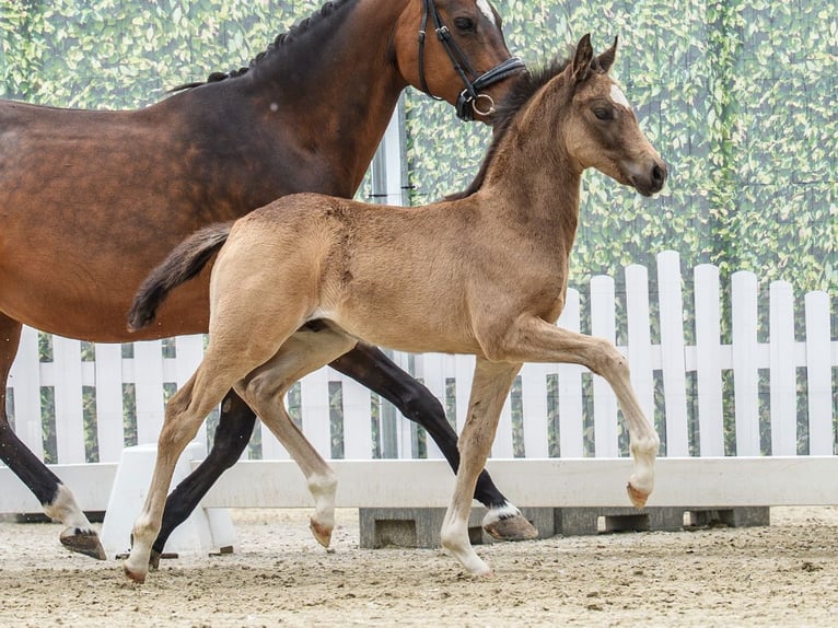 Duitse rijpony Hengst Veulen (03/2026) Buckskin in Mnster-Handorf