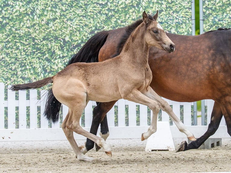 Duitse rijpony Hengst Veulen (03/2026) Buckskin in Mnster-Handorf