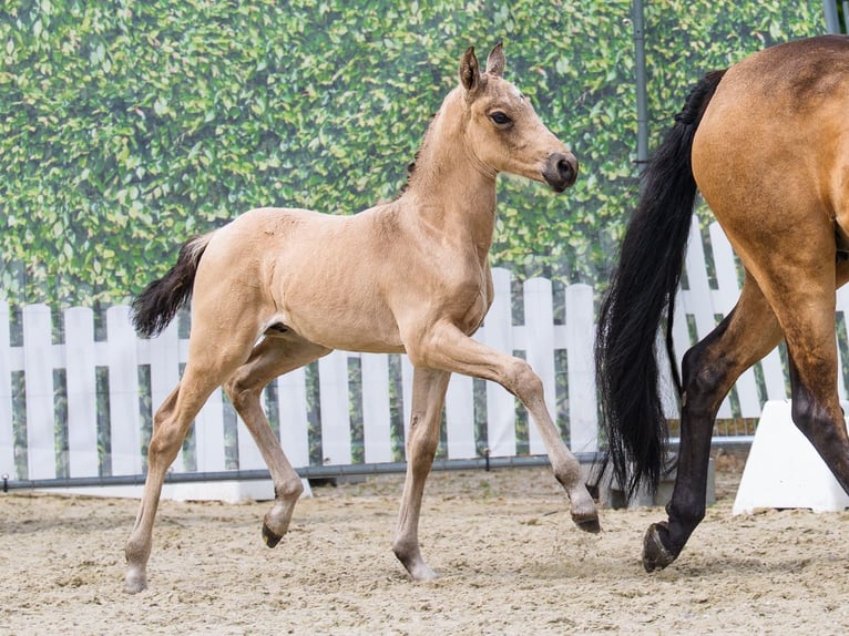 Duitse rijpony Hengst Veulen (06/2026) Buckskin in Mnster-Handorf