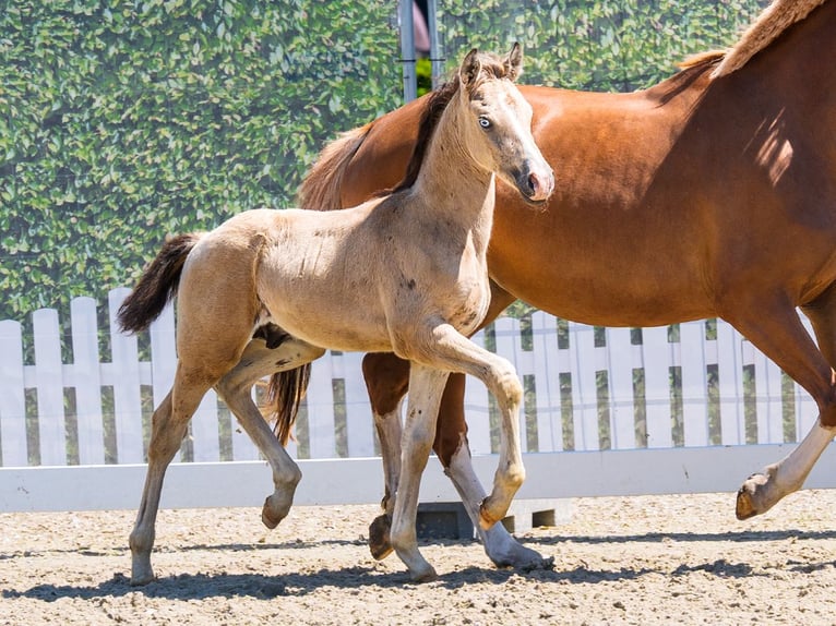 Duitse rijpony Hengst Veulen (05/2026) Buckskin in Mnster-Handorf