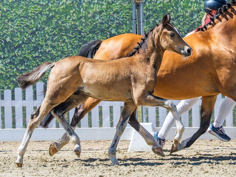Duitse rijpony Hengst Veulen (05/2026) Buckskin in Mnster-Handorf
