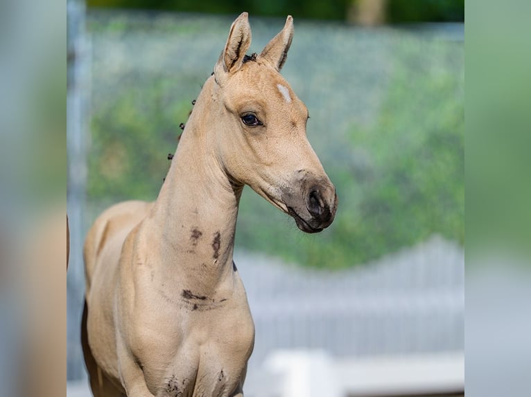 Duitse rijpony Hengst Veulen (06/2026) Buckskin in Mnster-Handorf
