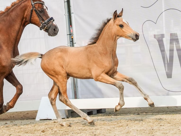 Duitse rijpony Hengst veulen (05/2024) Buckskin in Münster-Handorf