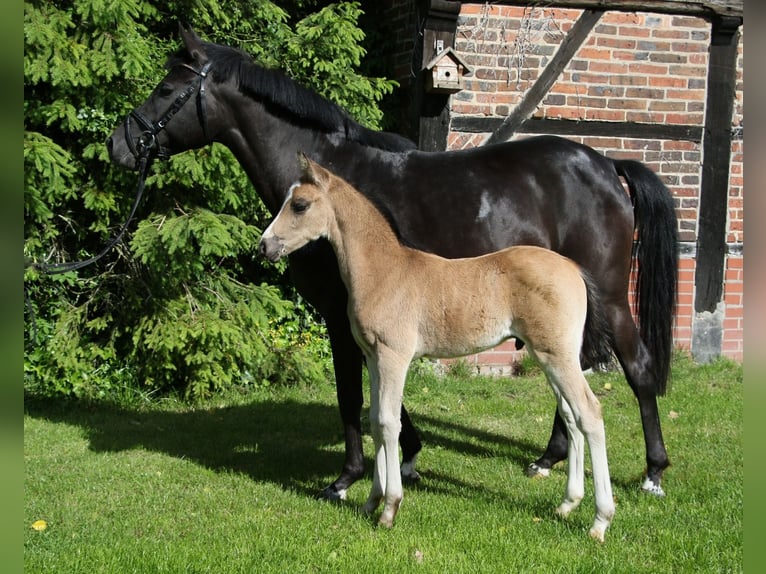 Duitse rijpony Hengst Veulen (04/2026) Buckskin in Billerbeck