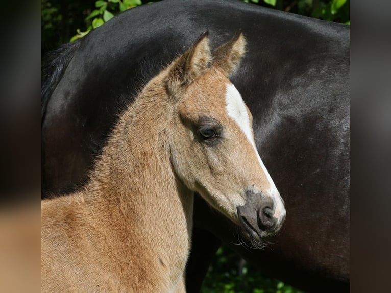 Duitse rijpony Hengst Veulen (04/2026) Buckskin in Billerbeck