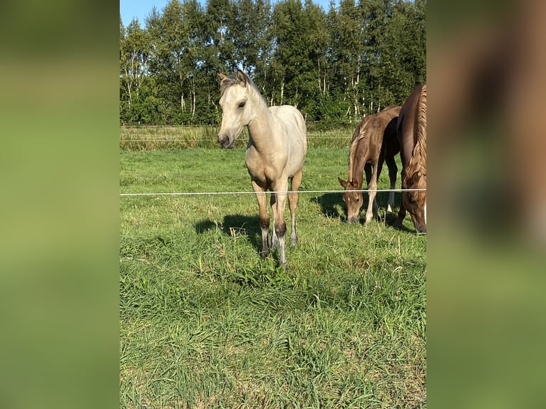 Duitse rijpony Hengst Veulen (05/2025) Buckskin in Buxtehude