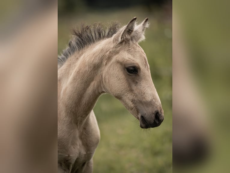 Duitse rijpony Hengst Veulen (05/2025) Buckskin in Buxtehude