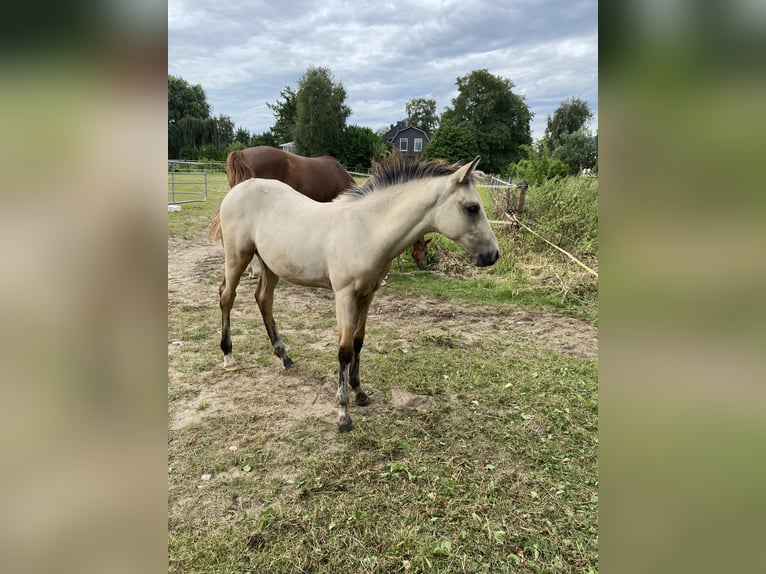 Duitse rijpony Hengst Veulen (05/2025) Buckskin in Buxtehude