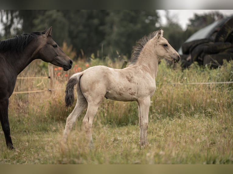 Duitse rijpony Hengst Veulen (05/2025) Buckskin in Buxtehude
