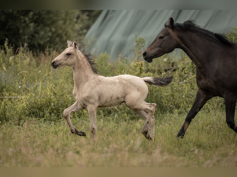 Duitse rijpony Hengst Veulen (05/2025) Buckskin in Buxtehude