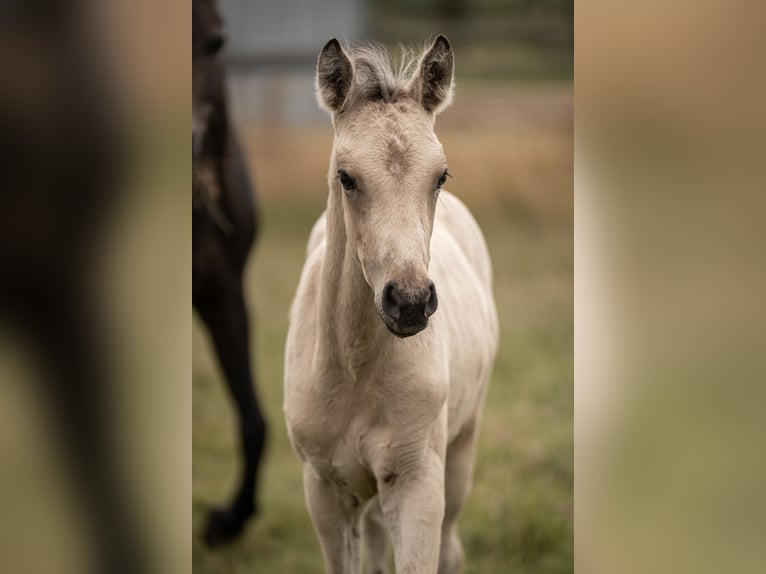 Duitse rijpony Hengst Veulen (05/2025) Buckskin in Buxtehude