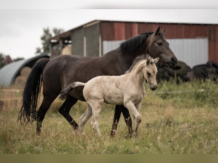 Duitse rijpony Hengst Veulen (05/2025) Buckskin in Buxtehude
