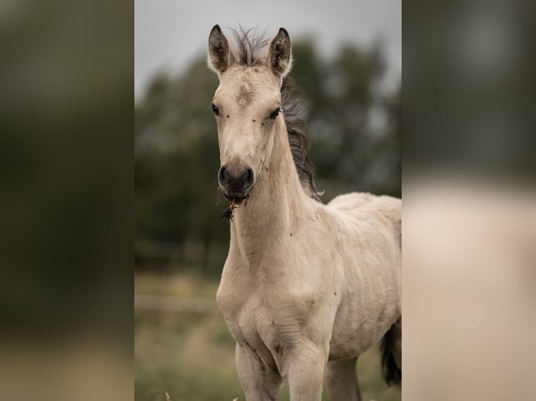 Duitse rijpony Hengst Veulen (05/2025) Buckskin in Buxtehude