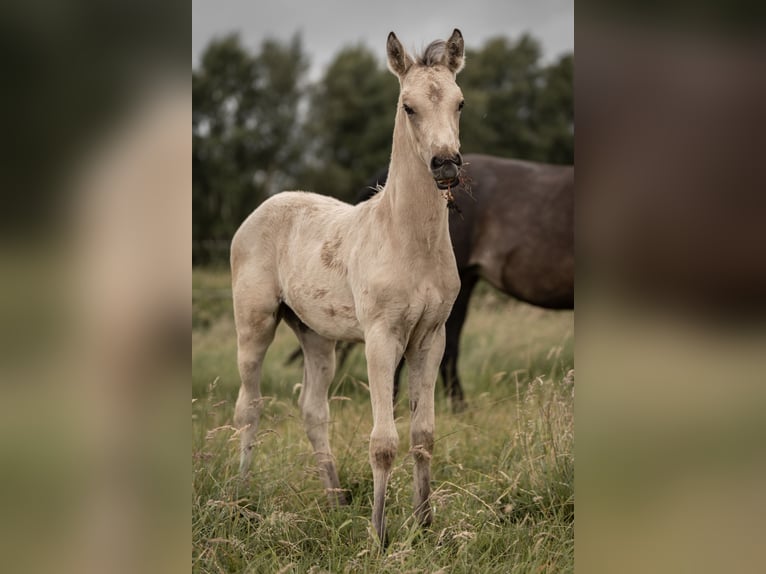 Duitse rijpony Hengst Veulen (05/2025) Buckskin in Buxtehude