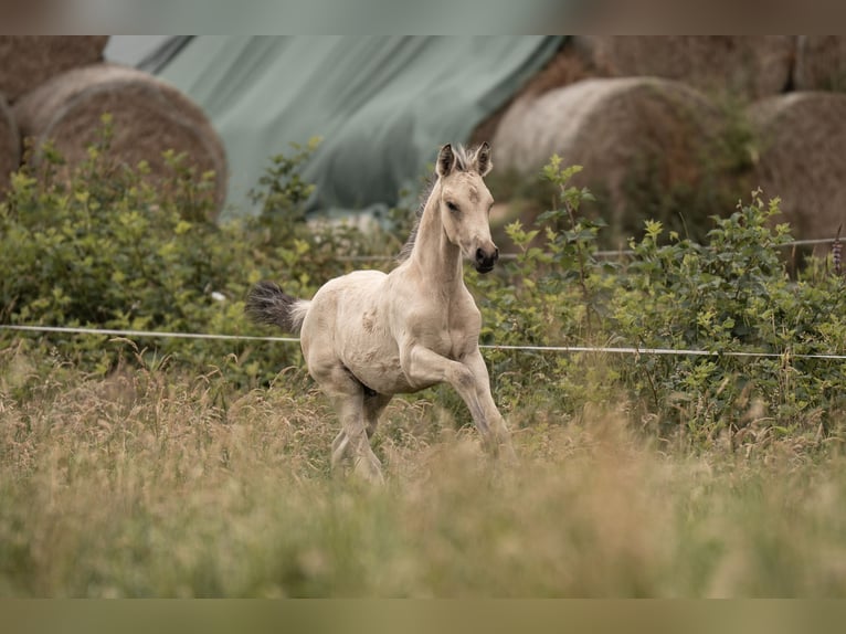 Duitse rijpony Hengst Veulen (05/2025) Buckskin in Buxtehude