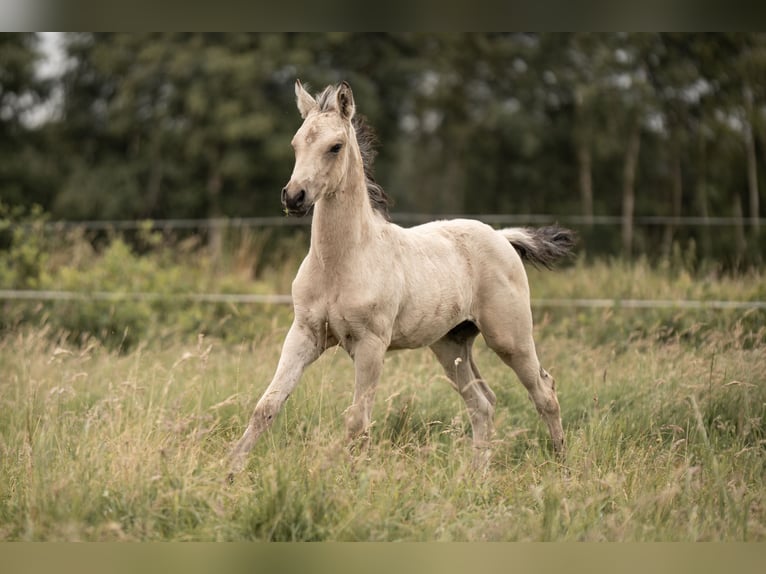 Duitse rijpony Hengst Veulen (05/2025) Buckskin in Buxtehude