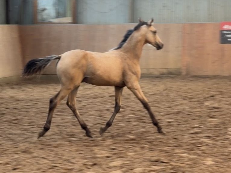 Duitse rijpony Hengst Veulen (03/2026) Buckskin in Achim