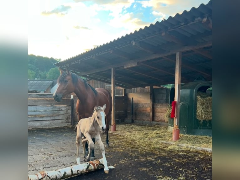 Duitse rijpony Hengst  Buckskin in Pitten