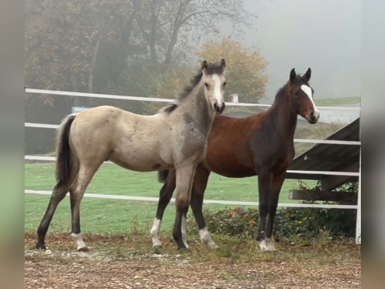 Duitse rijpony Hengst  Buckskin in Pitten