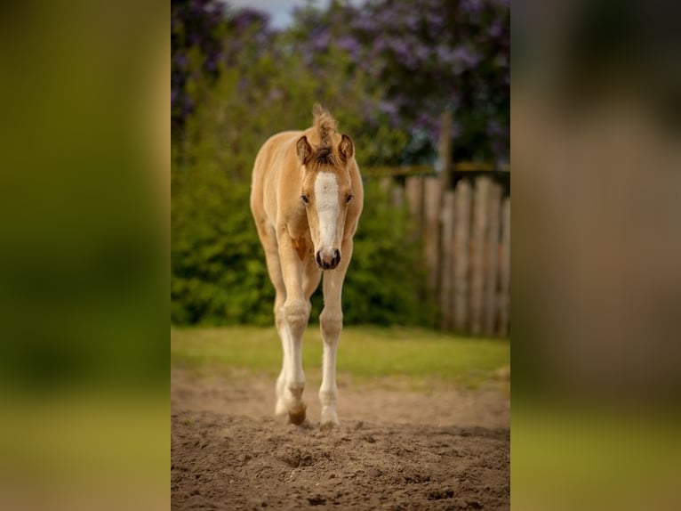 Duitse rijpony Hengst Veulen (03/2026) Buckskin in Schuby