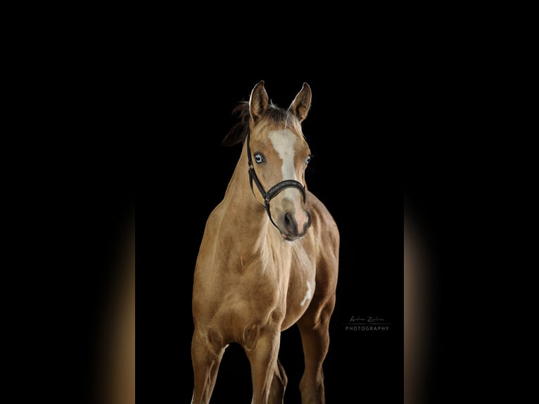 Duitse rijpony Hengst Veulen (05/2026) Buckskin in Lüdinghausen