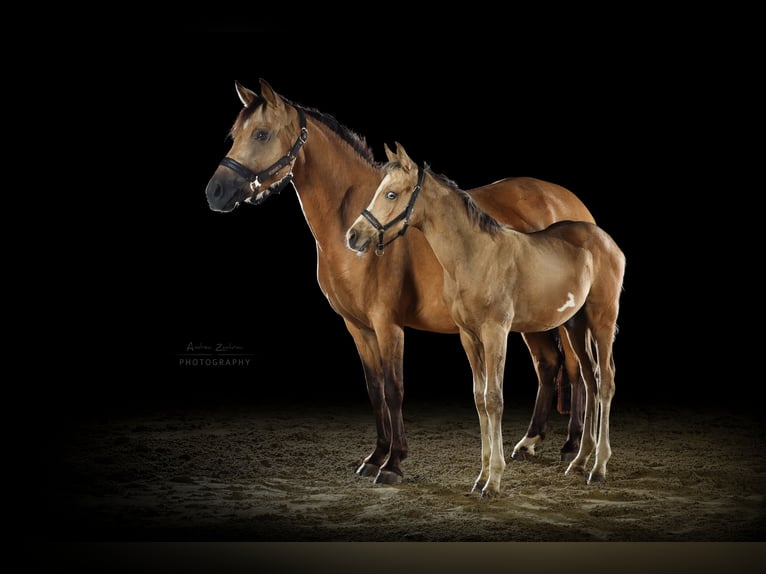 Duitse rijpony Hengst Veulen (05/2026) Buckskin in Lüdinghausen
