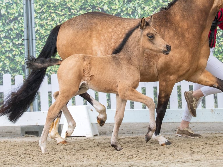 Duitse rijpony Hengst Veulen (03/2026) Buckskin in Ahaus