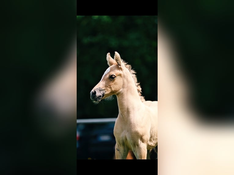 Duitse rijpony Hengst Veulen (06/2026) Champagne in Bleckede