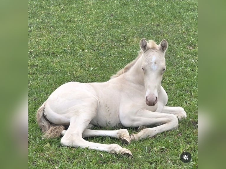 Duitse rijpony Hengst Veulen (05/2026) Cremello in Nortrup