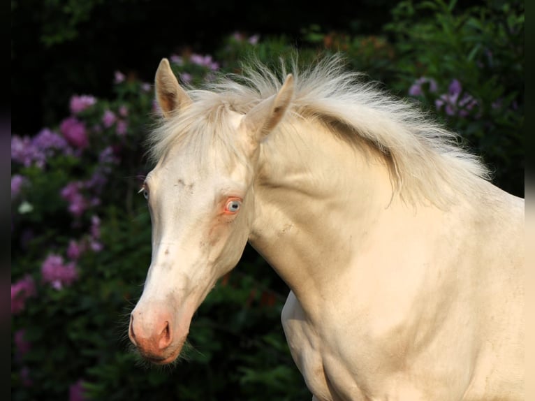 Duitse rijpony Hengst Veulen (03/2026) Cremello in Rehburg-Loccum Münchehagen
