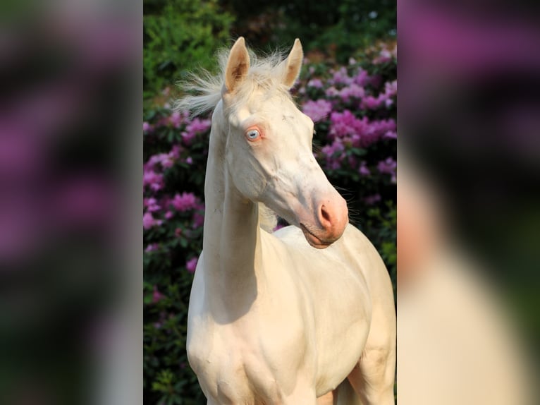 Duitse rijpony Hengst Veulen (03/2026) Cremello in Rehburg-Loccum Münchehagen