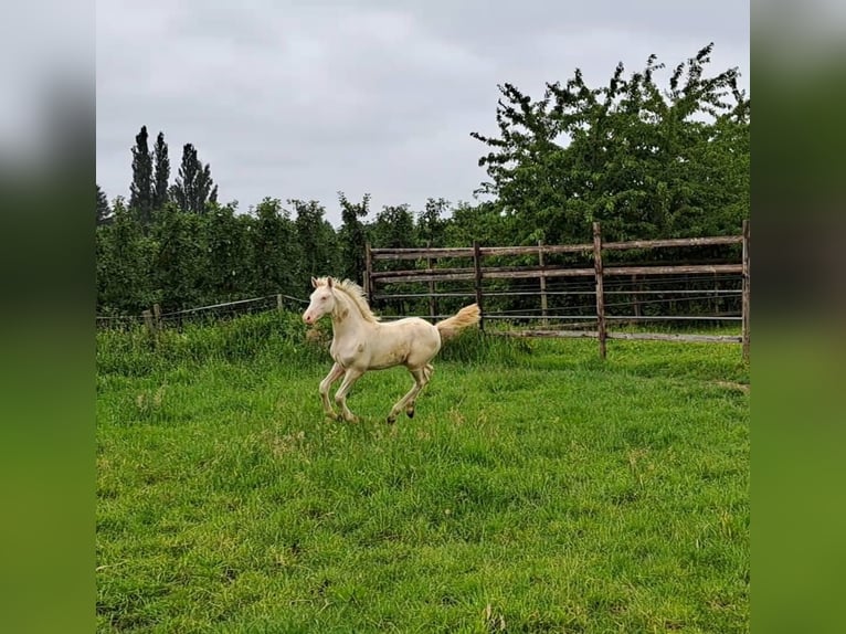 Duitse rijpony Hengst veulen (03/2024) Cremello in Hamburg