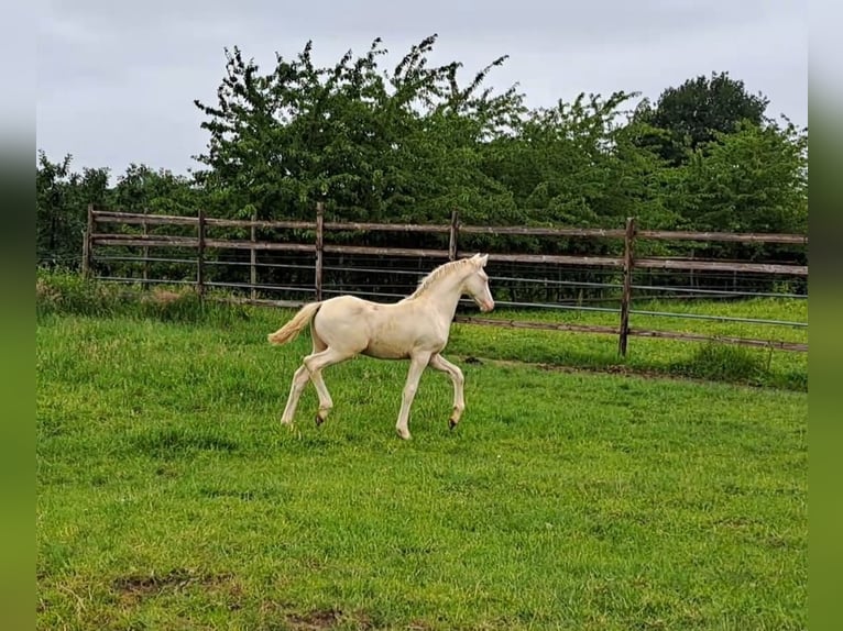 Duitse rijpony Hengst veulen (03/2024) Cremello in Hamburg