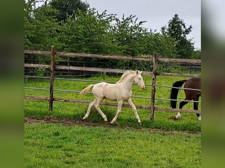 Duitse rijpony Hengst veulen (03/2024) Cremello in Hamburg