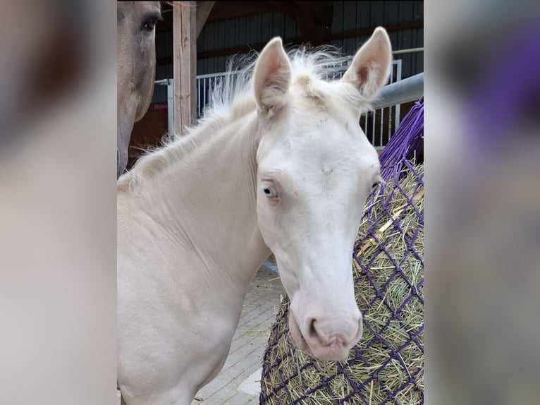 Duitse rijpony Hengst Veulen (06/2025) Cremello in Cremlingen Duitse rijpony Hengst Veulen (06/2025) Cremello in Cremlingen