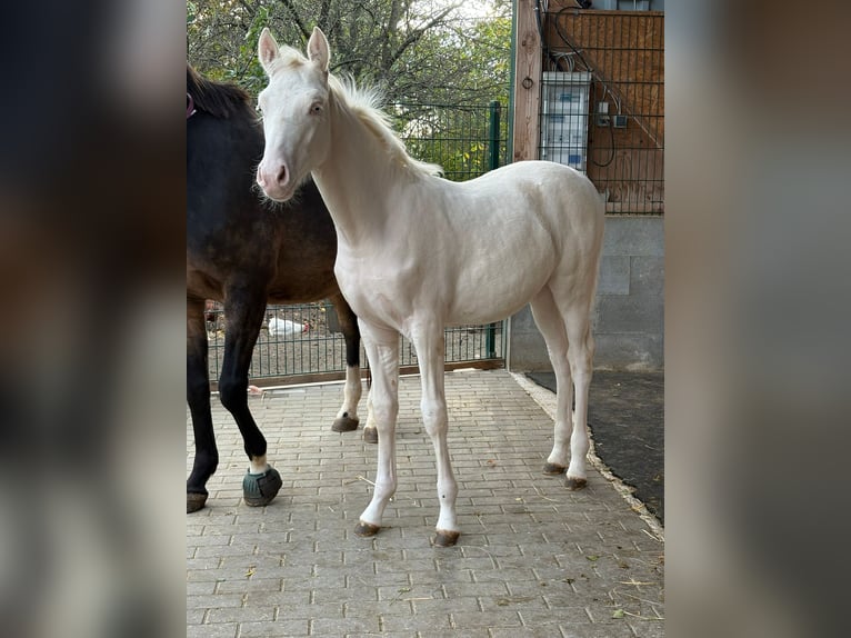 Duitse rijpony Hengst Veulen (06/2025) Cremello in Cremlingen Duitse rijpony Hengst Veulen (06/2025) Cremello in Cremlingen