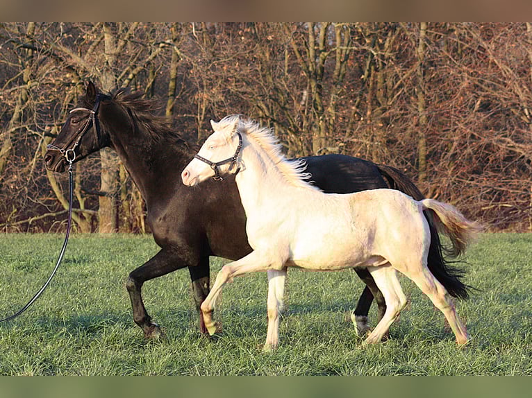 Duitse rijpony Hengst Veulen (06/2025) Cremello in Vetschau