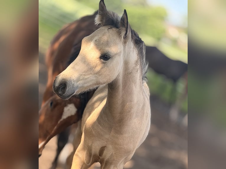 Duitse rijpony Hengst Veulen (02/2026)  in Schöppingen