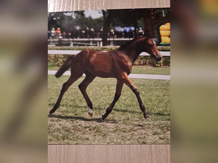 Duitse rijpony Hengst  Donkerbruin in Bersteland Freiwalde