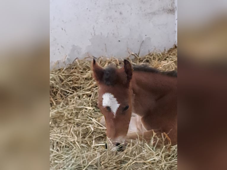 Duitse rijpony Hengst  Donkerbruin in Bersteland Freiwalde