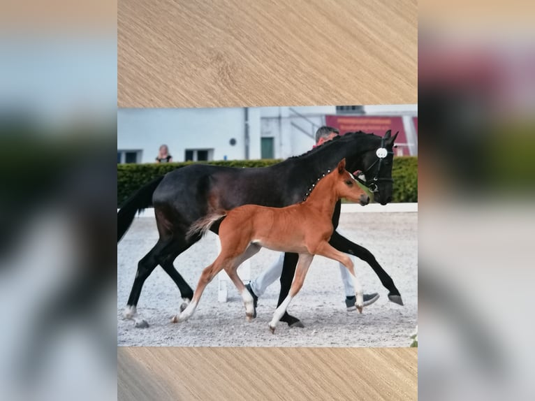 Duitse rijpony Hengst  Donkerbruin in Bersteland Freiwalde