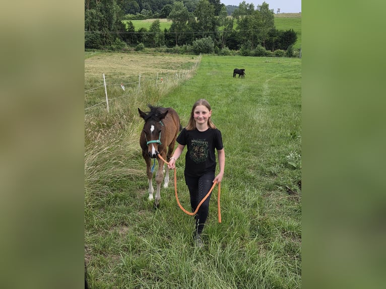 Duitse rijpony Hengst  Donkerbruin in Twistetal
