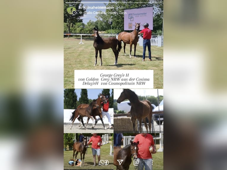 Duitse rijpony Hengst  Donkerbruin in Twistetal