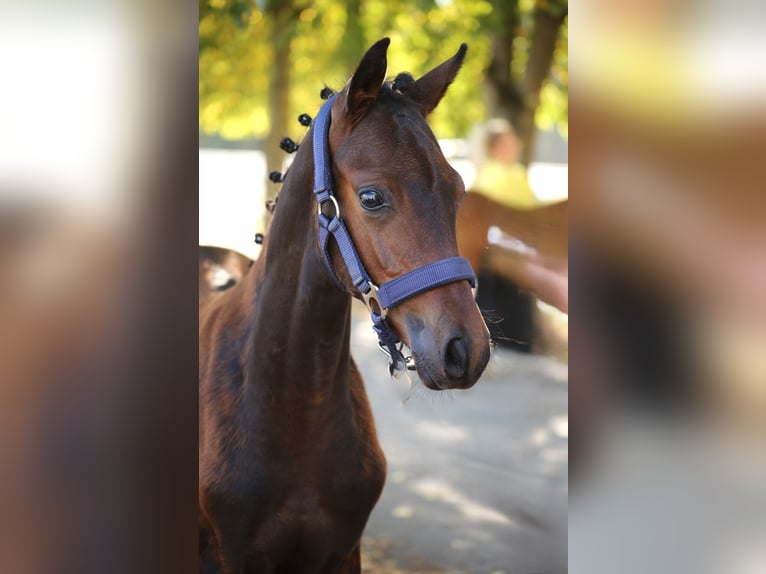 Duitse rijpony Hengst Veulen (04/2026) Donkerbruin in Burgwedel