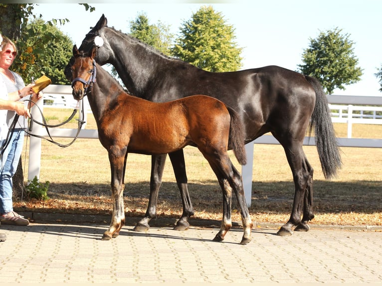 Duitse rijpony Hengst Veulen (04/2026) Donkerbruin in Burgwedel