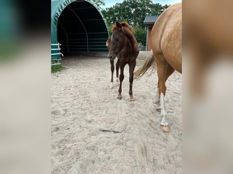 Duitse rijpony Hengst veulen (04/2024) Donkere-vos in Bienenbüttel