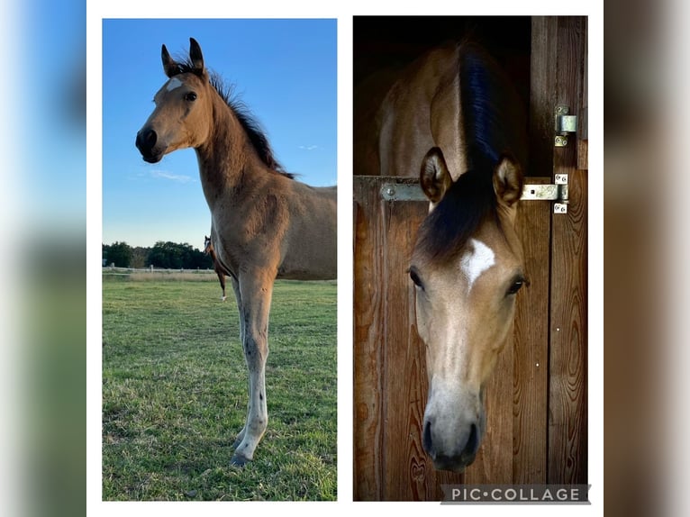 Duitse rijpony Hengst veulen (04/2024) Donkere-vos in Bienenbüttel