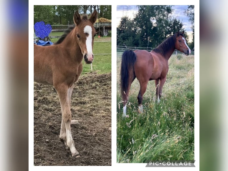 Duitse rijpony Hengst veulen (04/2024) Donkere-vos in Bienenbüttel