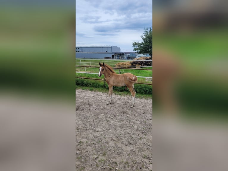 Duitse rijpony Hengst veulen (04/2024) Donkere-vos in Straelen