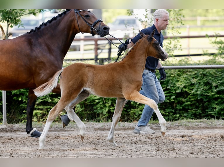 Duitse rijpony Hengst Veulen (04/2026) Donkere-vos in Eydelstedt